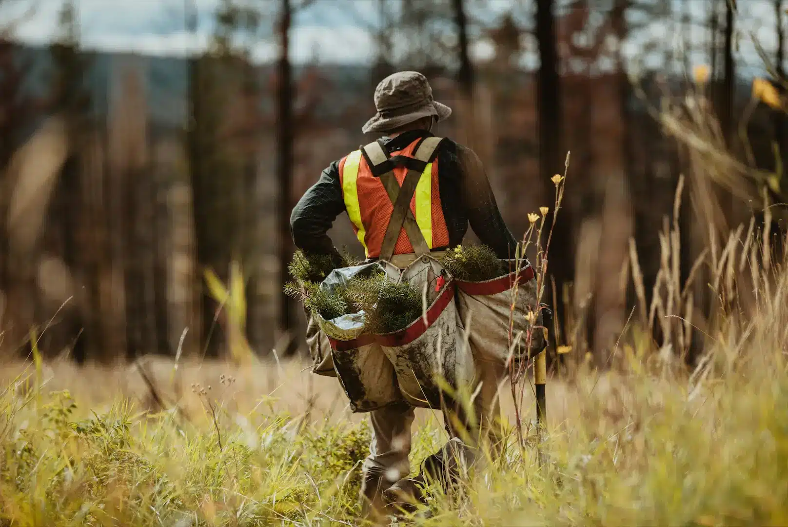 park ranger walking through a forest